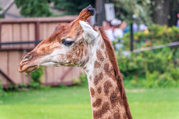 Close-up giraffe head on green leaves background