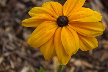 Black eyed susans in bloom