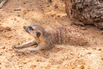 Fototapeta premium Meerkat suricatta family wildlife picture.