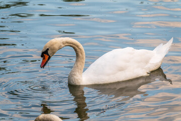 A graceful white swan swimming on a lake with dark water. The white swan is reflected in the water