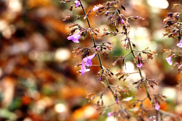 Purple flower on a blurred background