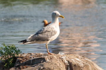 Obraz premium Seagull sits on stone cliff at the sea shore