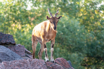 Markhor female on the rock. Latin name - Capra falconeri. Wild goat native to Central Asia,...