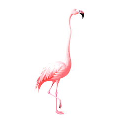 Fototapeta premium pink flamingo isolated on white