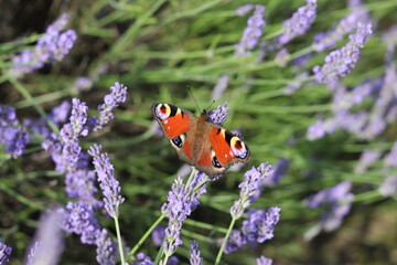 Butterfly on Lavender