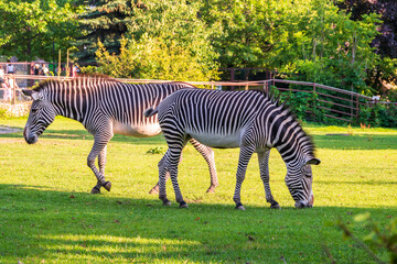 Grevy's zebra, lat Equus grevyi, also known as the imperial zebra eats green grass.