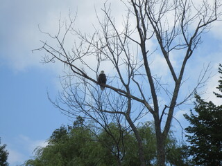 Birds 0001 Bald Eagle Tree