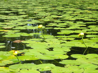 Pond 0002 Lilly Lotus