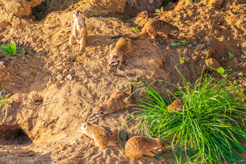 A group of cute meerkats. Meerkat Family are sunbathing.