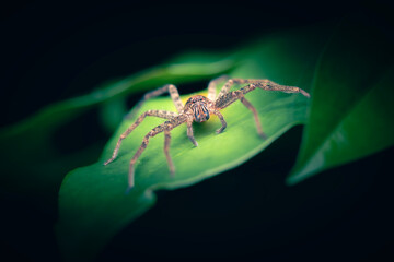The Jungle Huntsman Spider or Heteropoda jugulans is a large, hairy, brown spider that is common in Brisbane, Queensland.
