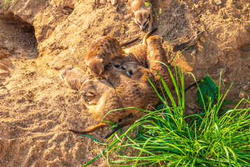 A group of cute meerkats. Meerkat Family are sunbathing.