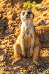 Meerkat, Suricata suricatta, on hind legs. Portrait of meerkat standing on hind legs with alert expression. Portrait of a funny meerkat sitting on its hind legs.