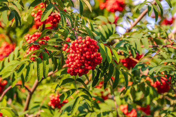 Obraz premium Autumn bright red rowan berries with leaves