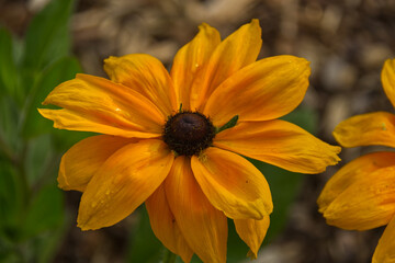 Black eyed susans in bloom