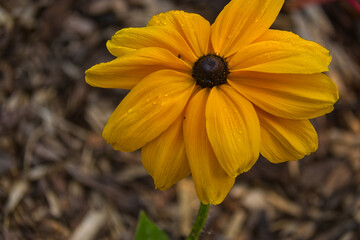 Black eyed susans in bloom