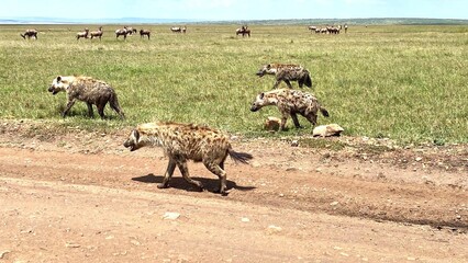 spotted hyena in the savannah