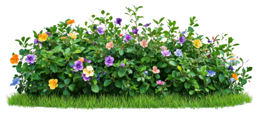 PNG Various spring flower bushes flowers outdoors colorful.