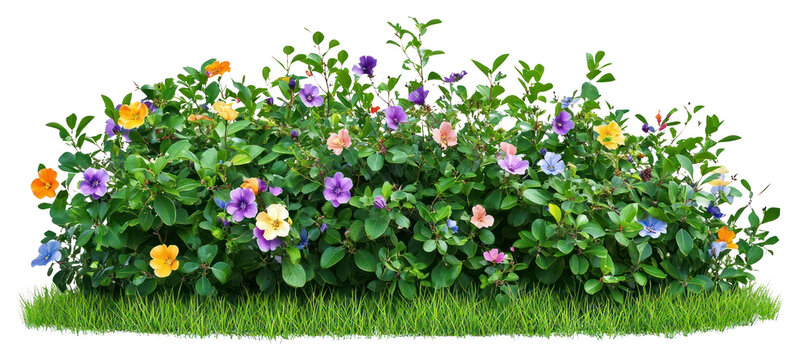Fototapeta PNG Various spring flower bushes flowers outdoors colorful.