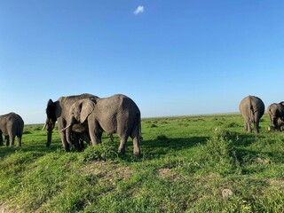 Fototapeta premium elephants in the savannah
