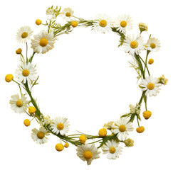 Fototapeta premium PNG Flower plant daisy petal.
