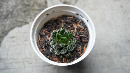 Succulent plants in white pots