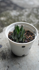 Succulent plants in white pots