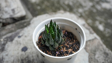 Succulent plants in white pots