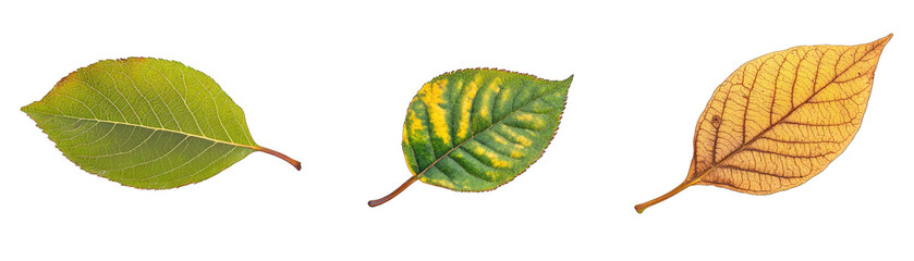 Autumn Leaves in Green Yellow and Brown for Urban Spring Renewal.. Isolated on a Transparent Background. Cutout PNG.