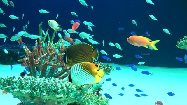 Schools of tropical fish swimming underwater by the coral reefs. 4K