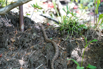 藪の中を這うマムシ