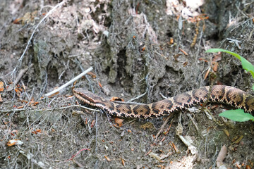 藪の中を這うマムシ