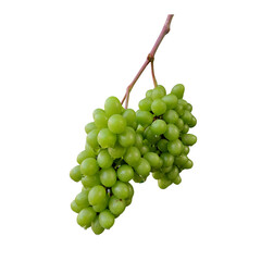 bunch of grapes