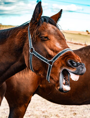 Fototapeta premium portrait of a horse