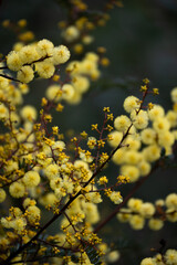 yellow flowers on a branch