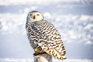 Snowy owl (Bubo scandiacus) perching on a pole on a cold winter morning,    Southern Ontario
