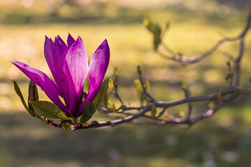 Blossoming of pink magnolia flowers with green leaves in spring time, floral natural seasonal background