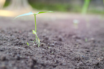 Green sprout growing isolated on a white background. Citrus plant.