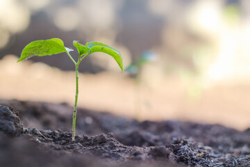 Young plant,tree in the morning light on nature background