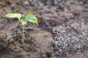 Agriculture and New life starting concept. Seed germination over soil and sunlight ray in morning time