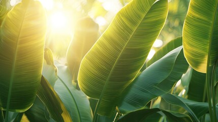 Sunlight filters through vibrant green banana leaves in a lush tropical setting.