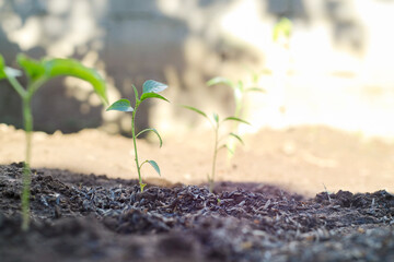 chili plants with seeds still attached to the leaves