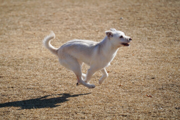 White dog playing on the grass in the park.