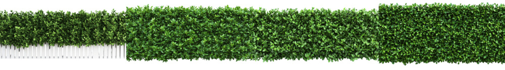 Obraz premium Meticulously Manicured Hedge Lining a Pristine Landscaped Garden