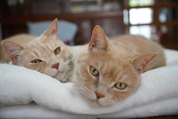 布団に寝る、仲良し兄弟猫二匹