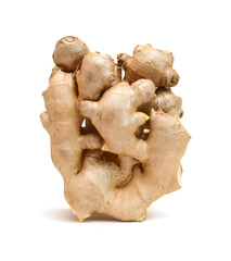 Fresh ginger root or rhizome isolated on white background cutout