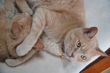 布団に寝る、仲良し兄弟猫二匹