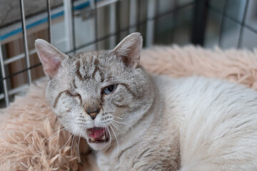 欠伸をする可愛い猫　シャムトラ猫