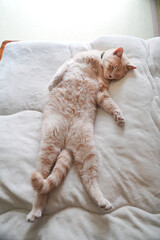 お腹を天井に向けて寝ている猫