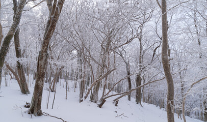 美しい霧氷の森