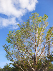 branches and twigs of trees against the sky